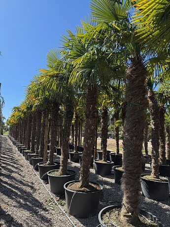 2026 Rezervace / Trachycarpus Fortunei / Grande - 250/275cm/  mrazuvzdorná palma (-17C)