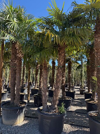2026 Rezervace / Trachycarpus Fortunei - dvoukmen xxl - mrazuvzdorná palma (-17C)
