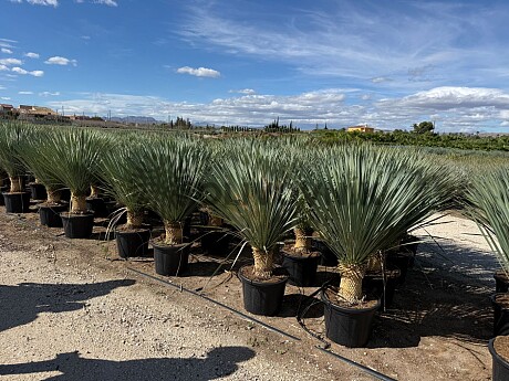 2026 Rezervace / Yucca Rostrata  20/30cm kmen