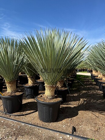 2026 Rezervace / Yucca Rostrata EXTRA - 40cm