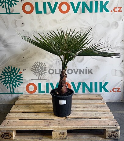 WASHINGTONIA ROBUSTA / 10LT / výška 100-110cm
