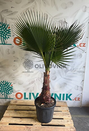 WASHINGTONIA ROBUSTA / 25LT / výška 120-160cm