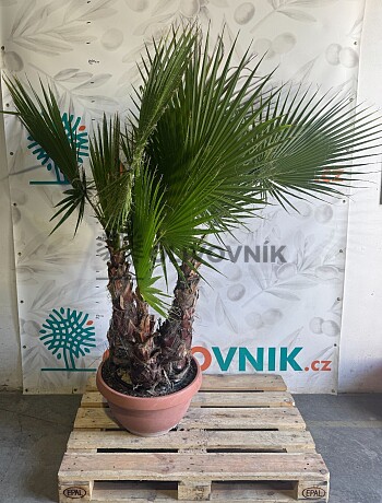 WASHINGTONIA / Troj kmen / výška 180-200cm