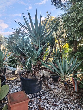 2026 Rezervace / Yuka Gloriosa extra / 200/250cm, 375lt, multikmen