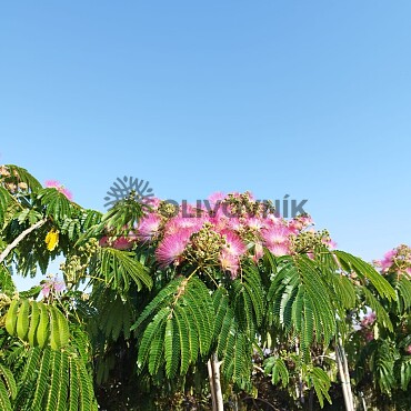 Albizia Julibrissin - Albizie růžová 25/30lt