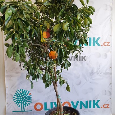 Citrus Reticulata - Mandarinka ( 120 - 140cm) / VYPRODÁNO