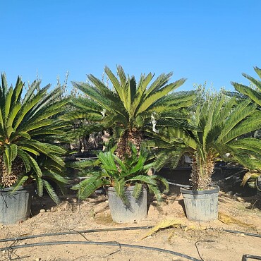CYCAS REVOLUTA - extra