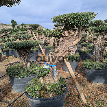 Olivovník Evropský - Lechin Pon Pon Bonsai Mediano Speciale
