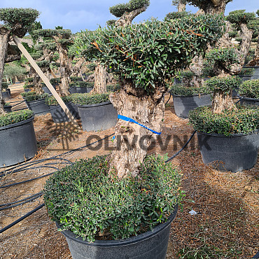 Olivovník Evropský - Lechin Pon Pon Bonsai Mediano Speciale