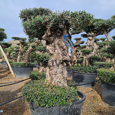 Olivovník Evropský - Lechin Pon Pon Bonsai Mediano Speciale
