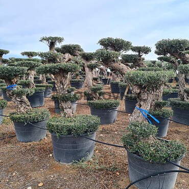 Olivovník Evropský - Lechin Pon Pon Bonsai Mediano Speciale