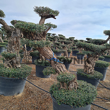 Olivovník Evropský - Lechin Pon Pon Bonsai Mediano Speciale
