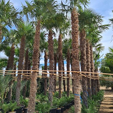 2026 Rezervace / Trachycarpus Fortunei - výška kmene 560cm + koruna, mrazuodolná do -17C