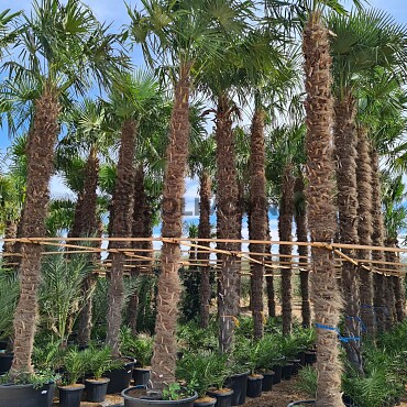 Trachycarpus Fortunei - výška kmene 450cm + koruna, mrazuodolná do -17C