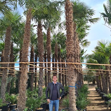 2026 Rezervace / Trachycarpus Fortunei - výška kmene 580cm + koruna, mrazuodolná do -17C