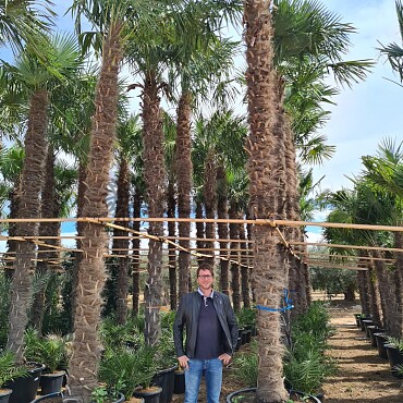 Trachycarpus Fortunei - výška kmene 450cm + koruna, mrazuodolná do -17C