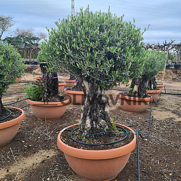 Olivovník Evropský - Bonsai COPA - TOP CENA