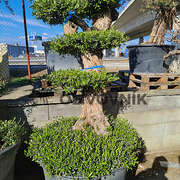 Olivovník Evropský - Lechin Pon Pon Bonsai Mediano Speciale