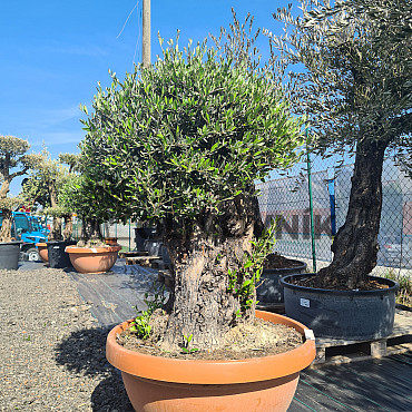Olivovník Evropský - Bonsai COPA - TOP CENA