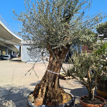 Olivovník Evropský - Bonsai Ejemplar Cesto