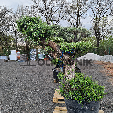 Olivovník Evropský - Lechin Pon Pon Bonsai Mediano Speciale