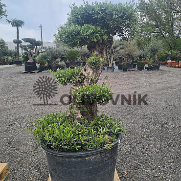 Olivovník Evropský - Lechin Pon Pon Bonsai Mediano Speciale