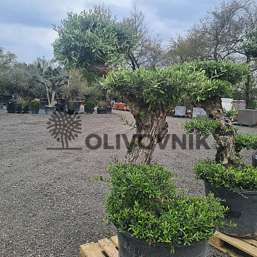 Olivovník Evropský - Lechin Pon Pon Bonsai Mediano Speciale