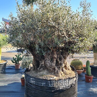 Olivovník Evropský - Bonsai 160/180 - Grande