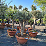 Olivovník - Olea Europaea - Bonsai Tarrina Q60