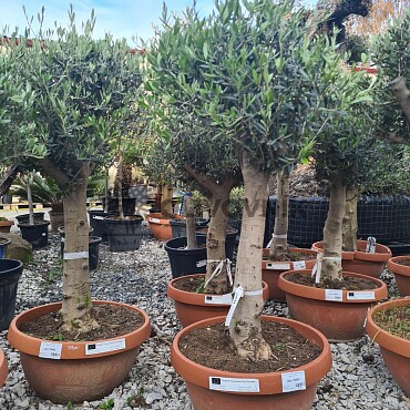 2026 Rezervace / Olivovník Evropský - Bonsai Tarrina