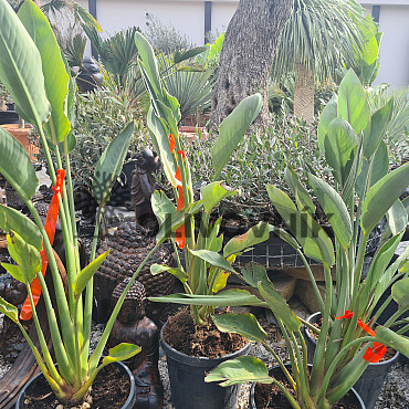 Strelitzia Reginae