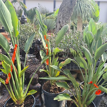 2026 Rezervace / Strelitzia Reginae - 15lt