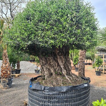 Olea Europaea 250_300 - Olivovník Evropský
