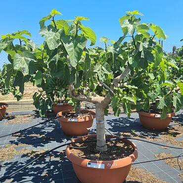 FICUS CARICA - Bowl T75 - 20/30 Bonsai
