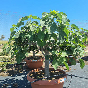 FICUS CARICA - Extra bowl - 20/30 Bonsai