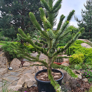 ARAUCARIA ARAUCANA / BLAHOČET ČILSKÝ