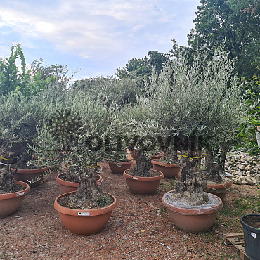 Olivovník Evropský - Bonsai Q75/Q90 - TOP CENA