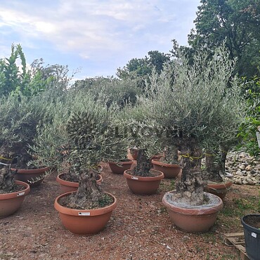 2026 Rezervace /Olivovník Evropský - Bonsai Q75/Q90 - TOP CENA