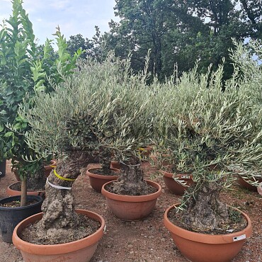 2026 Rezervace /Olivovník Evropský - Bonsai Q75/Q90 - TOP CENA