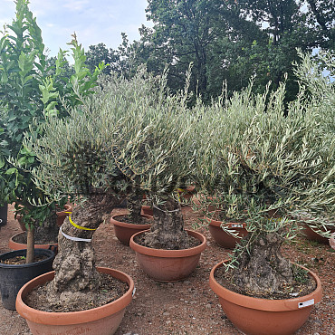 Olivovník Evropský - Bonsai Q75/Q90 - TOP CENA