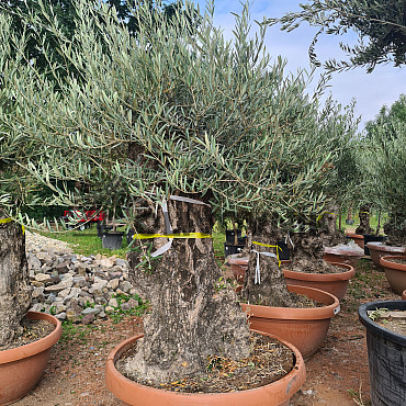 Olivovník Evropský - Bonsai Q75/Q90 - TOP CENA
