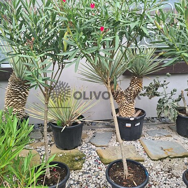 Oleander na kmínku 120/140cm, 15Lt