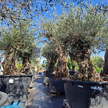 Olea Europea Bonsai - Olivovník Evropský