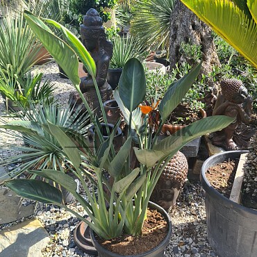 2026 Rezervace / Strelitzia Reginae - 15lt