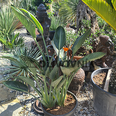 Strelitzia Reginae