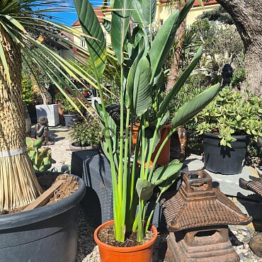 2026 Rezervace / Strelitzia Reginae - 15lt