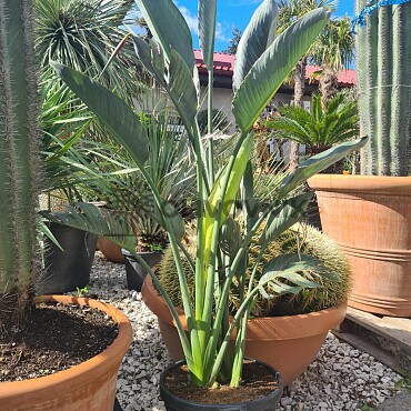 2026 Rezervace / Strelitzia Reginae - 15lt