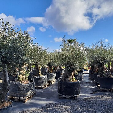 Olivovník Evropský - Bonsai