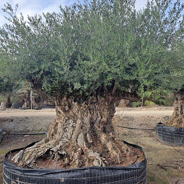 Olivovník Evropský - Bonsai Lechin Extra