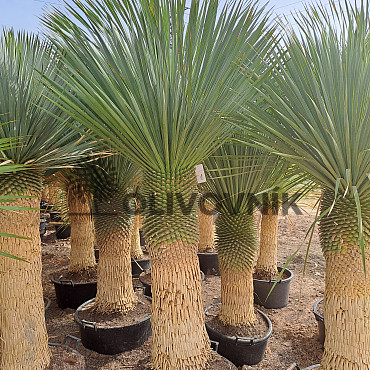 Yucca Rostrata Nacional EXTRA